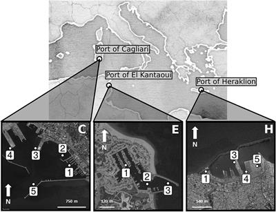 Benthic Prokaryotic Community Response to Polycyclic Aromatic Hydrocarbon Chronic Exposure: Importance of Emission Sources in Mediterranean Ports